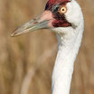 Whooping Crane